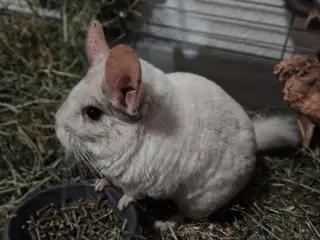 4 hunner 1 han (Chinchilla Familie)🐿️