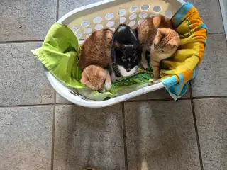 Kælne, legesyge killinger søger et godt hjem