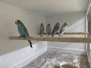 Australske undulater 