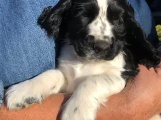 Engelsk cocker spaniel