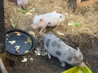 3 små piger søger nyt hjem 