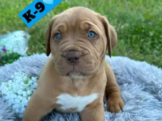 Cane Corso/Douge de Bordeaux 