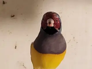 Goulsamadiner 