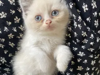 2 Smuk Ragdoll hunkilling lys hunkat hvid beige