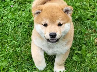 Shiba hvalpe