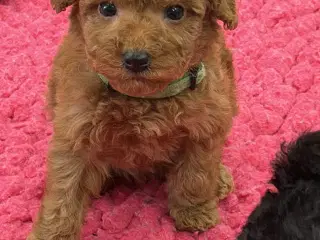 Skønne Cavapoo F2b
