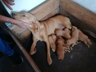 Red fox Labrador hvalpe 