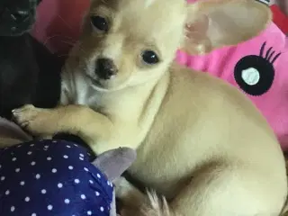 Dejlige små chihuahua bl.a. hvalpe