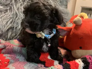 Små fine Maltipoo babyer er rejseklar nu . 