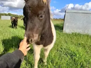 Broget Miniature shetlænder.