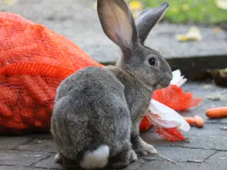 Belgisk kæmpe kaninunger af ren race