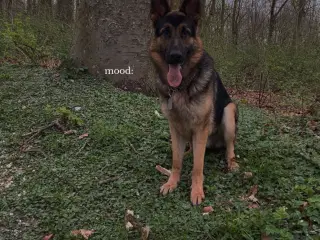 Avl han hund 
