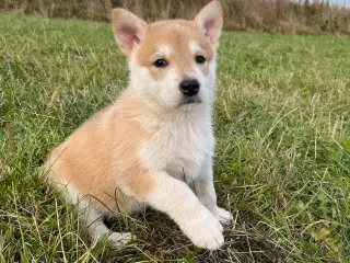 Hvalpe af malamute/ tjekkoslovakisk ulvehund