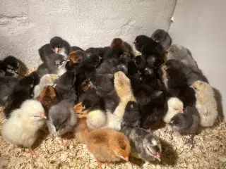 Kyllinger af krydsningshøns