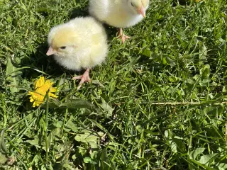 Lys sussex kyllinger 