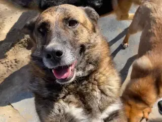 Uadskilleligt makkerpar søger hjem sammen 🩷