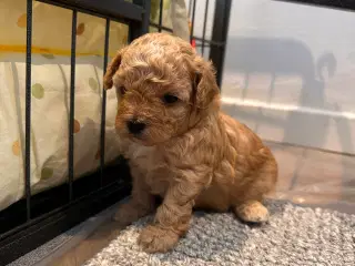 De lækreste Maltipoo hvalpe