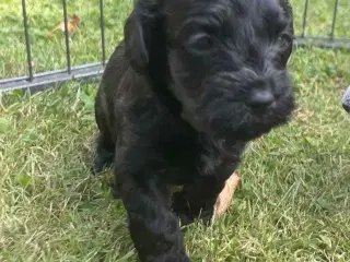 Bichon havanais hvalpe 