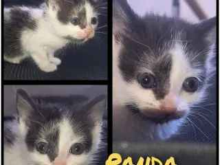 Siameser, Hellig Birma, British Shorthair mix