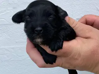 Bichon Havanais DKK 