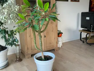 130 cm H. Grøn plante uden potte