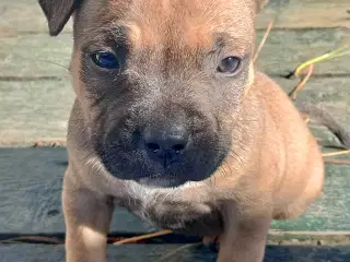 Oeb/Staffordshire bull terrier 