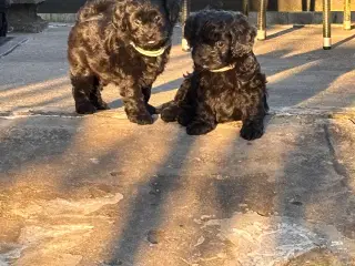 Skønne Puddelblandinger💗