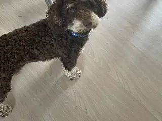 Maltipoo Skøn Chokolade-Tan han