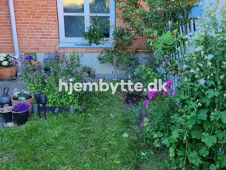 Hjembytte - Meinungsgade