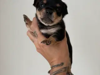 De sødeste små chihuahua hvalpe