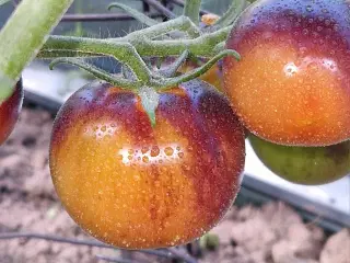 250 forskellige tomatsorter!!