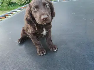Hundehvalpe Kleiner Münsterländer 