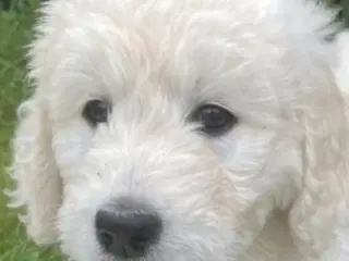 Hvalpe - Goldendoodle