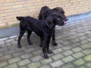Tysklanghåret hønsehund