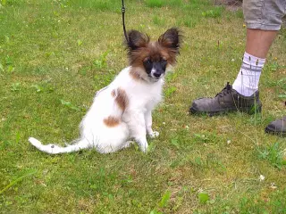 Papillon han hvalpe