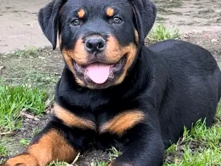 Rottweiler hvalpe 