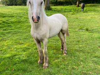 Irish cob 