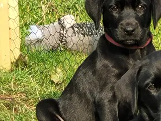 Labrador formel 1 hunde hvalpe tæve 