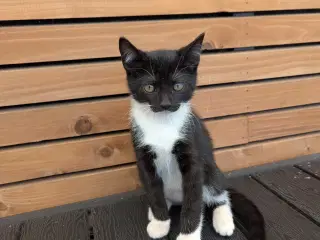 Kattekilling sælges