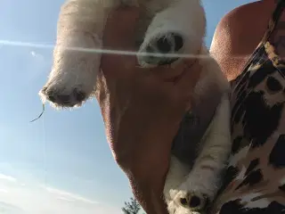 Westie hvalpe