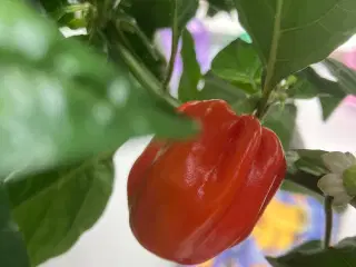 chili frø - 4 slags