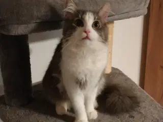 Maincoon han kat til salg.