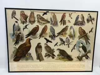 Vintage skoleplanche (Ugler og rovfugle)