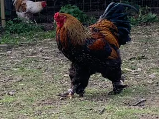 Brahma daggamle kyllinger