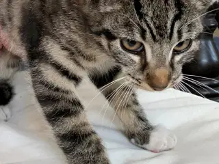 kattekilinger