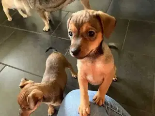 Dværgpinscher/ dansk svensk gårdhund bla