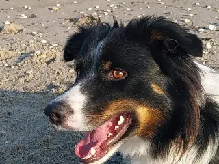  border collie 2 år 