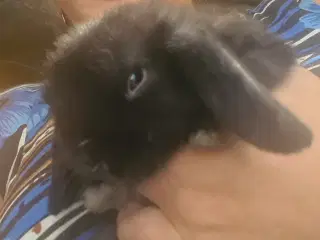 Mini Lop, kanin unger 