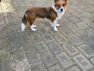 Corgi terrier 