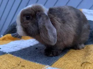 mini Lop dreng 